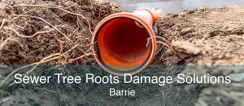 Sewer Tree Roots Damage Solutions Barrie